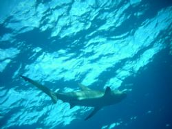 Taken on my safety stop, New Providence Bahamas, Oct 2005 by Kristi Draper 